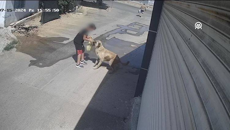 Sahipsiz köpeğin ısırdığı çocuk anlattı! Görüntüler gündem olmuştu - Resim: 12